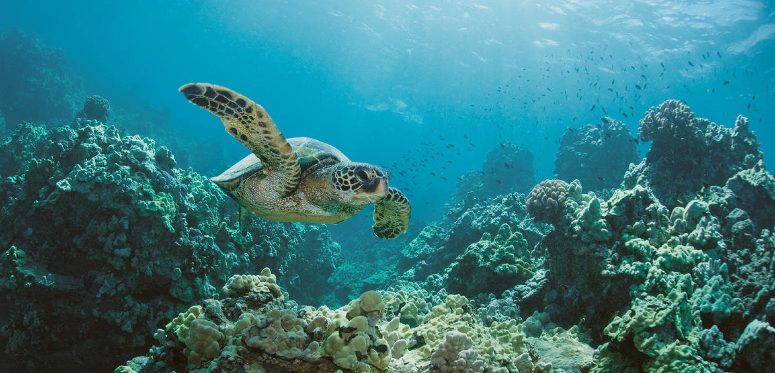 Nat-Geo-Pristine-Seas-Turtle