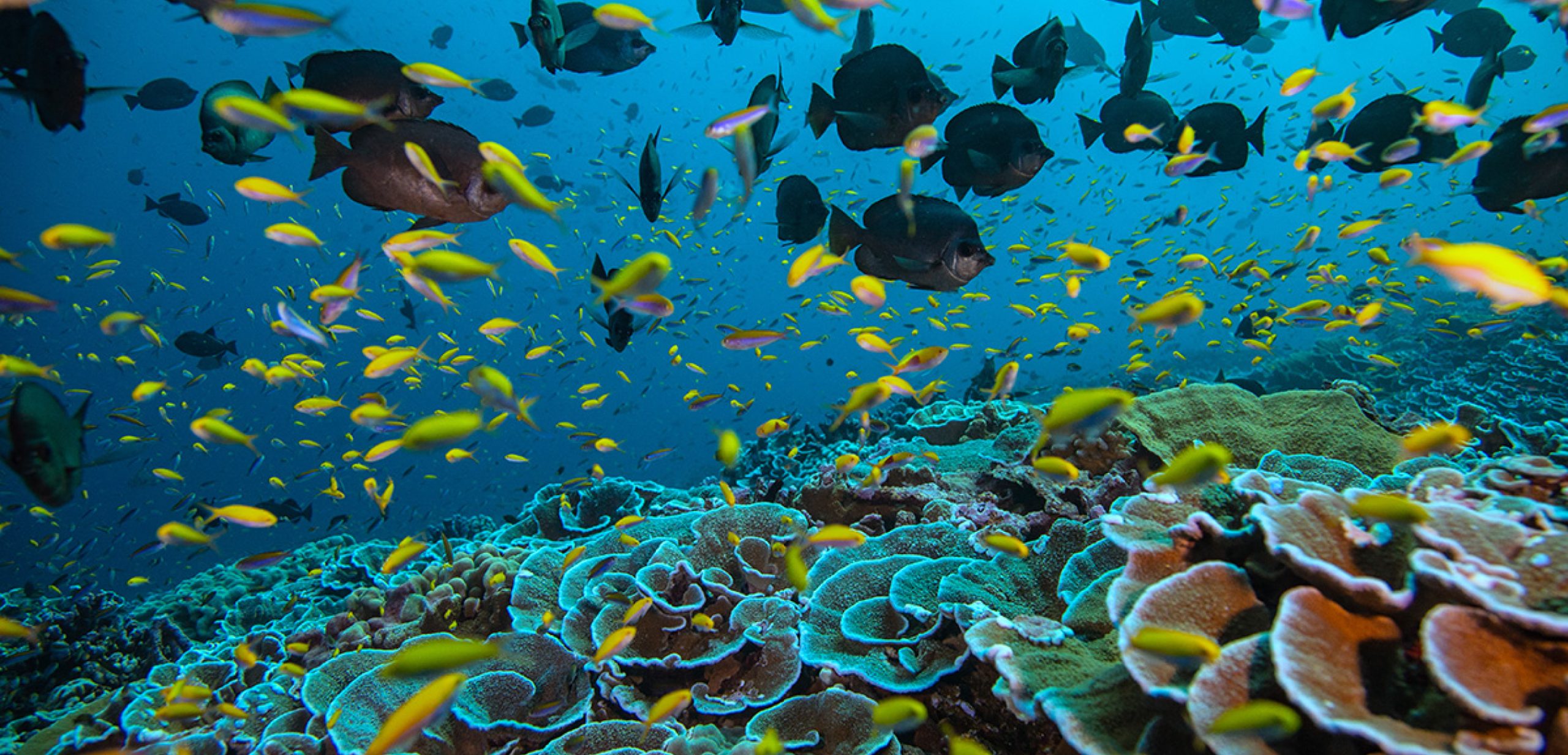 Nat-Geo-Pristine-Seas-Underwater